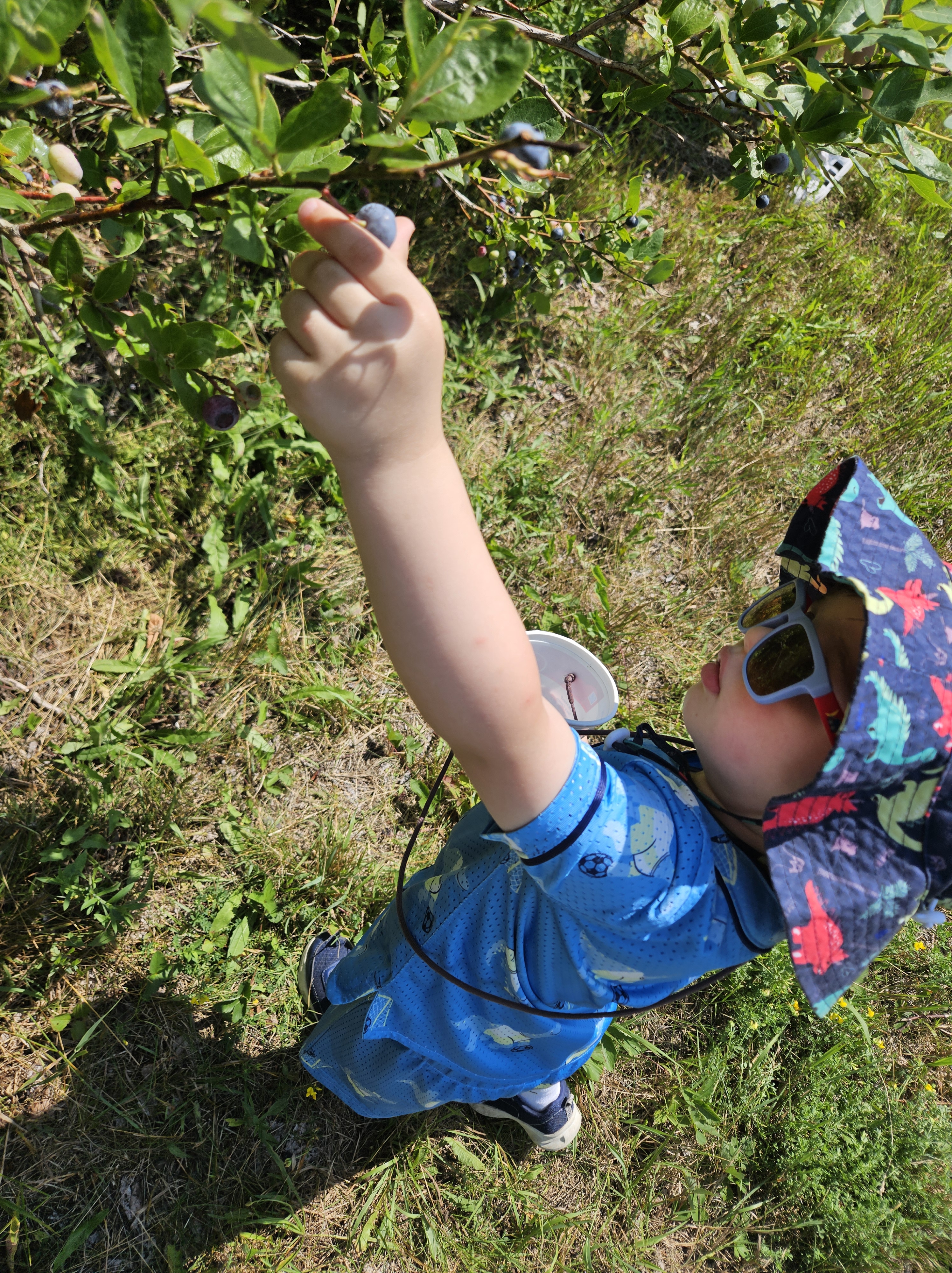 Picking blueberries on my birthday